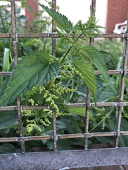 Urtica dioica