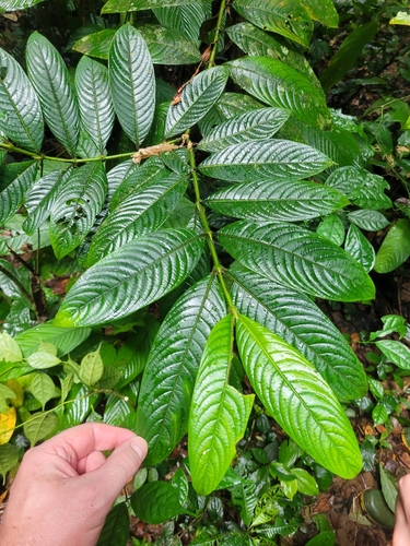 Pauridiantha longistipula