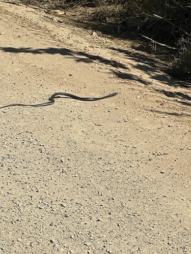 Western Barred Spitting Cobra