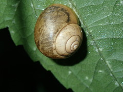 Acusta