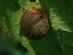 Acusta