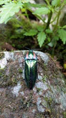 Campsosternus watanabei