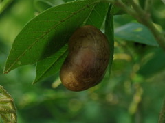 Acusta