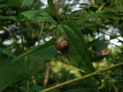 Acusta
