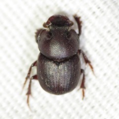 Onthophagus browni