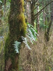 Selliguea echinospora
