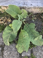Verbascum