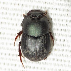 Onthophagus velutinus