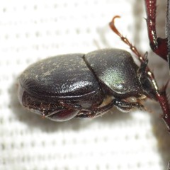 Onthophagus velutinus
