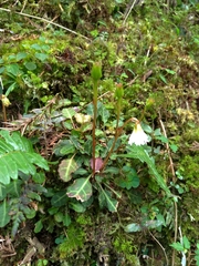 Shortia rotundifolia
