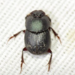 Onthophagus velutinus