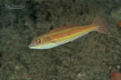Bluelip Parrotfish photo 4