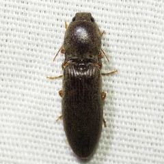 Conoderus parallelus