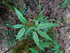 Viburnum urceolatum