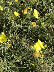 Diplotaxis tenuifolia