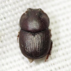 Onthophagus browni