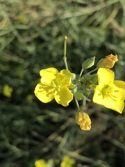 Diplotaxis tenuifolia