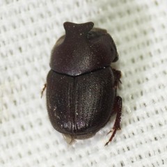 Onthophagus browni
