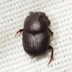 Onthophagus browni