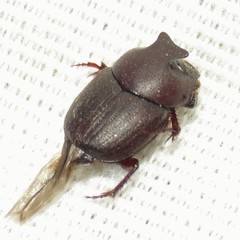 Onthophagus browni
