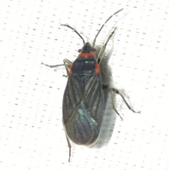 Melacoryphus rubicollis