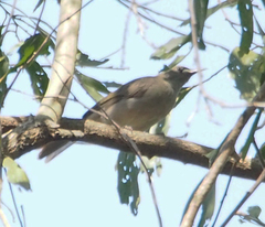 Stomiopera unicolor