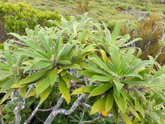 Macrolearia angustifolia