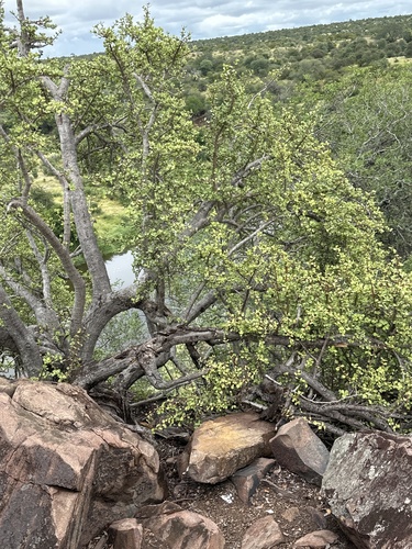 Portulacaria afra