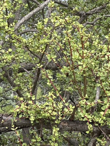 Portulacaria afra