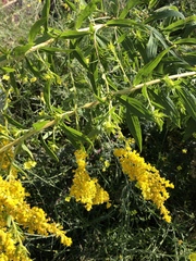 Solidago canadensis