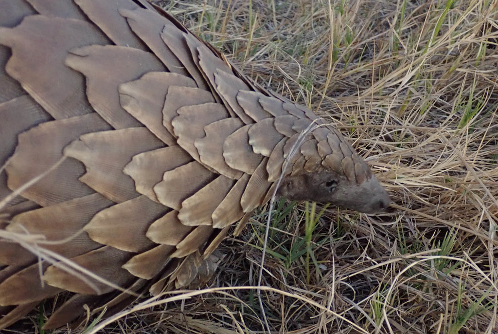 Temminck's Ground Pangolin in July 2019 by Wilderness Safaris Botswana ...