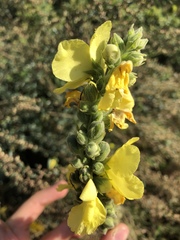 Verbascum