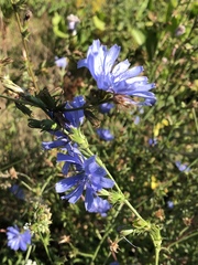 Cichorium intybus