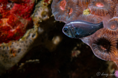 West Pacific Luminous Roughy photo 1