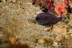 West Pacific Luminous Roughy photo 2