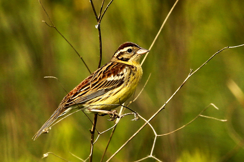 Yellow-breasted Bunting