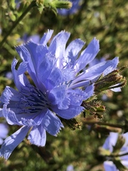 Cichorium intybus