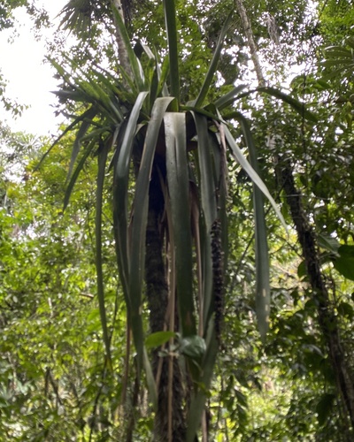 Androlepis skinneri, photograph 3