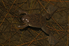 Powers Clawed Frog