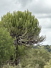 Euphorbia confinalis, photograph (c) Rosario Douglas, some rights reserved (CC BY)