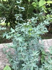 Pithecellobium dulce