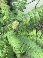 Ailanthus altissima