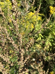 Artemisia vulgaris