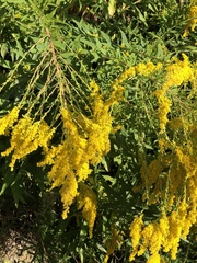 Solidago canadensis