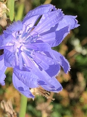 Cichorium intybus