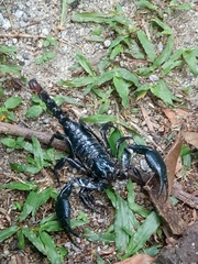 Heterometrus spinifer