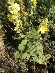 Verbascum