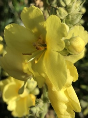 Verbascum