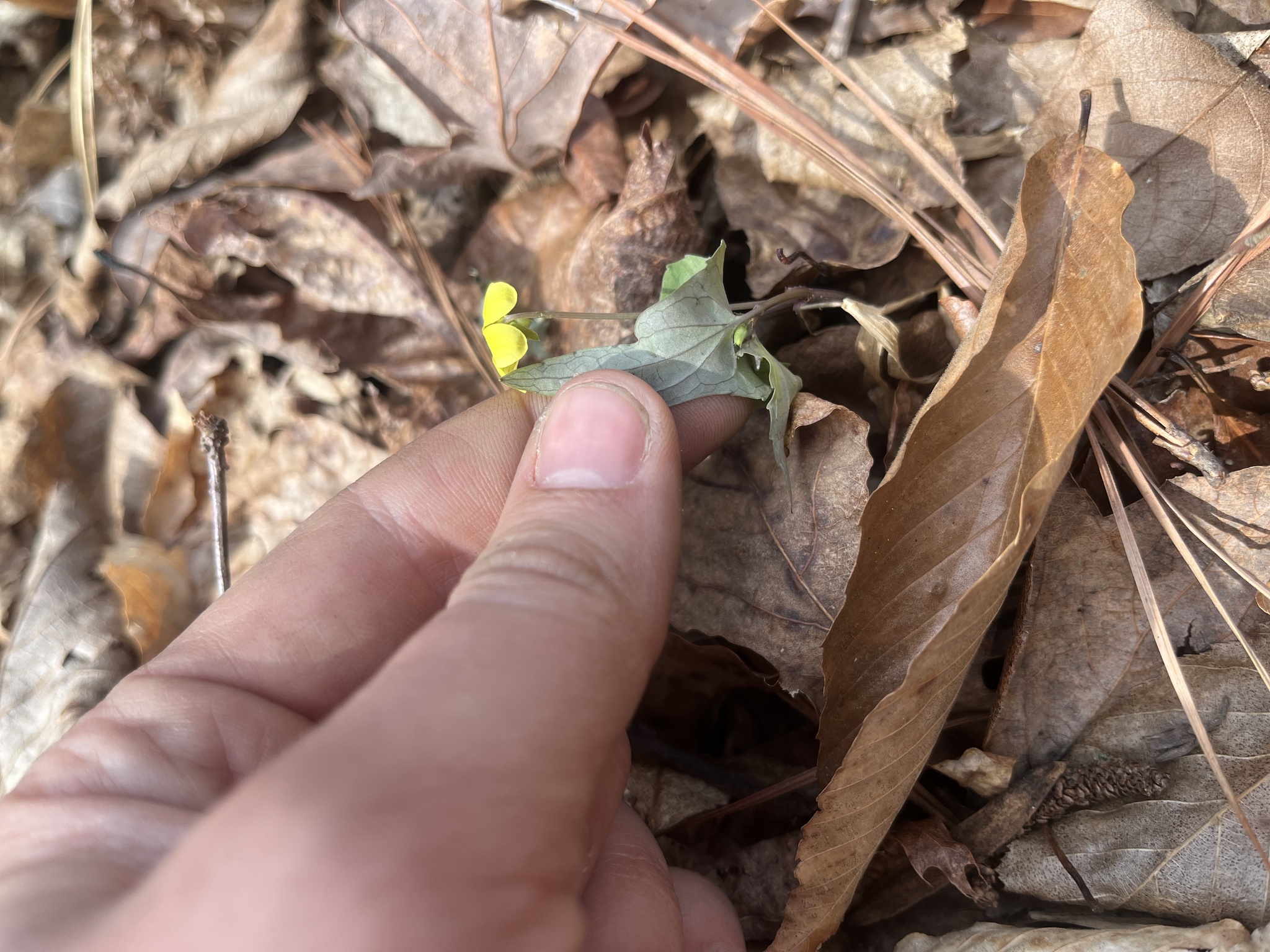 Imagem de Violeta-amarela