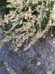Artemisia vulgaris